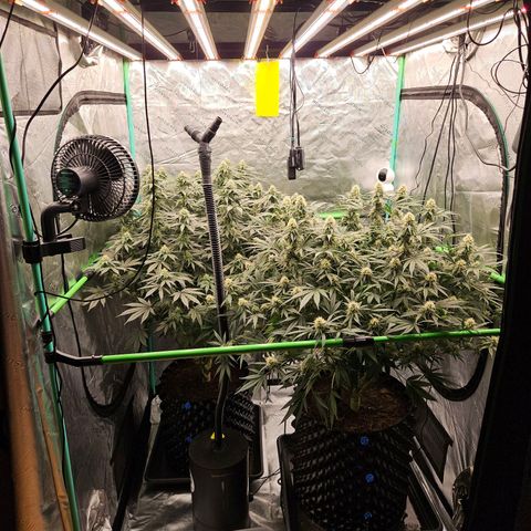 MAC1 1# growlog timeline photo