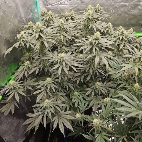 MAC1 2# growlog timeline photo