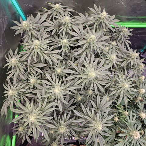 MAC1 2# growlog timeline photo