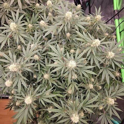 MAC1 1# growlog timeline photo