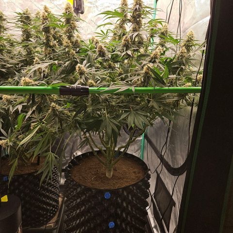 MAC1 1# growlog timeline photo