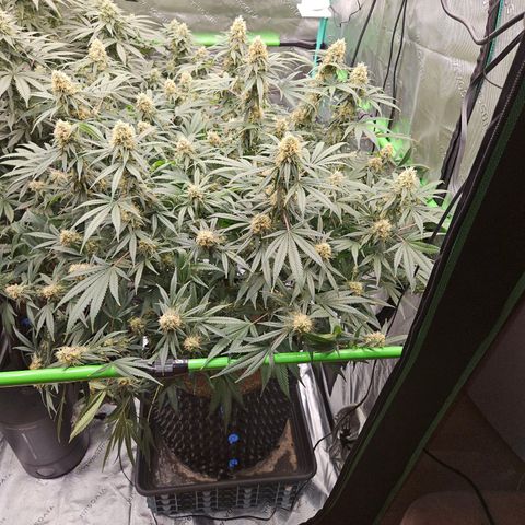 MAC1 1# growlog timeline photo