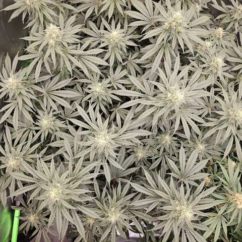 MAC1 2# growlog timeline photo