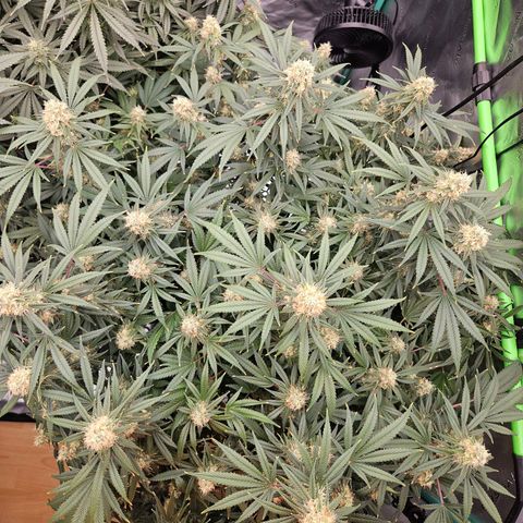 MAC1 1# growlog timeline photo