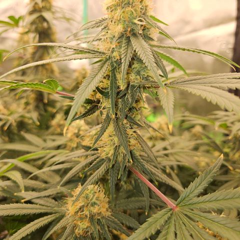 MAC1 1# growlog timeline photo