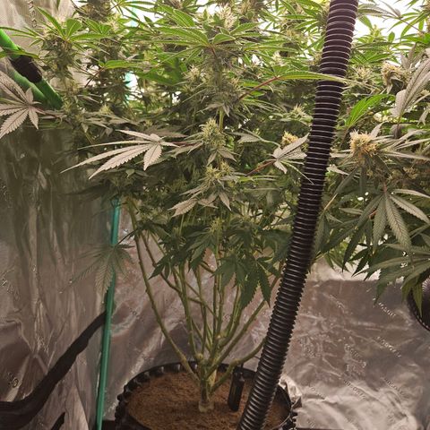 MAC1 2# growlog timeline photo