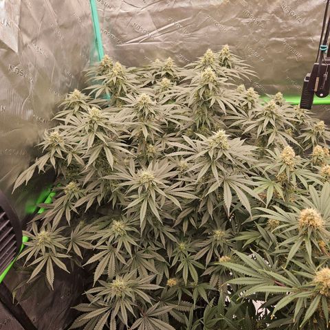 MAC1 2# growlog timeline photo