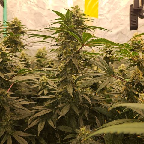 MAC1 2# growlog timeline photo