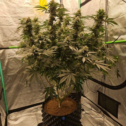 MAC1 2# growlog timeline photo