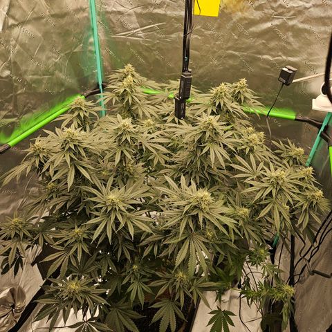 MAC1 2# growlog timeline photo