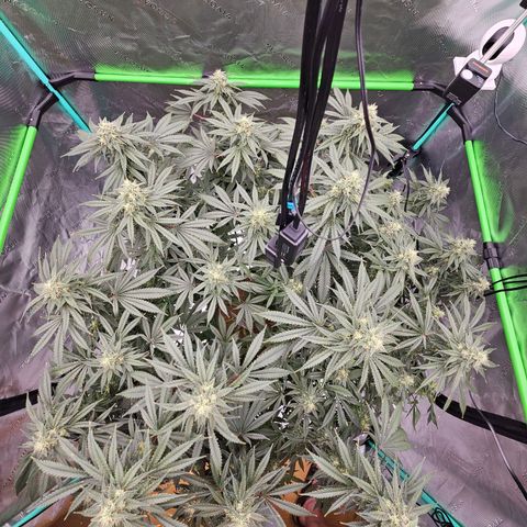 MAC1 2# growlog timeline photo