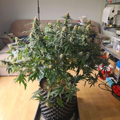 MAC1 1# growlog timeline photo