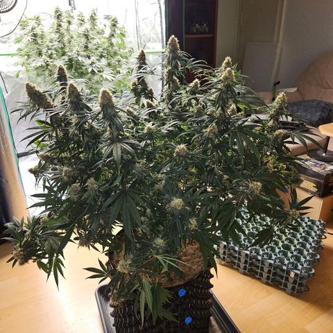 MAC1 1# growlog timeline photo