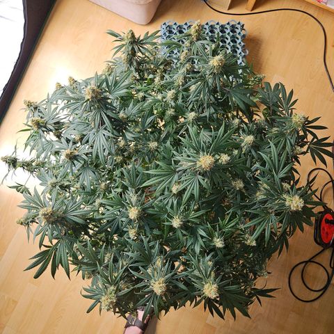 MAC1 1# growlog timeline photo