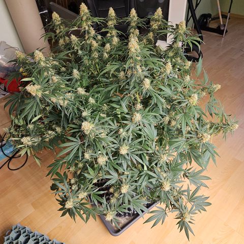MAC1 1# growlog timeline photo