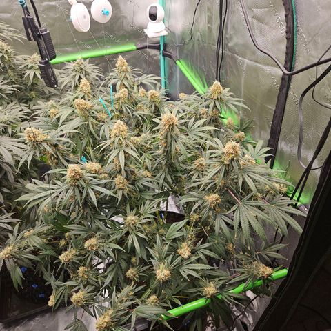 MAC1 1# growlog timeline photo