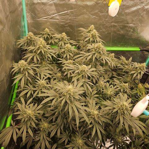 MAC1 2# growlog timeline photo