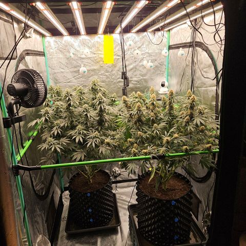 MAC1 1# growlog timeline photo