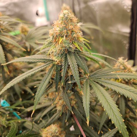 MAC1 1# growlog timeline photo