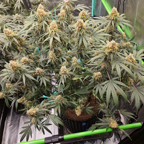 MAC1 1# growlog timeline photo