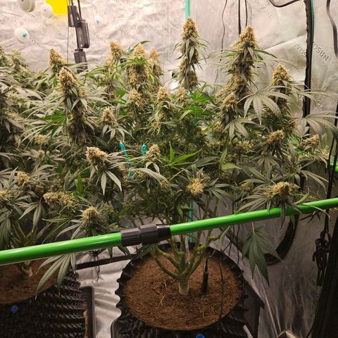 MAC1 1# growlog timeline photo