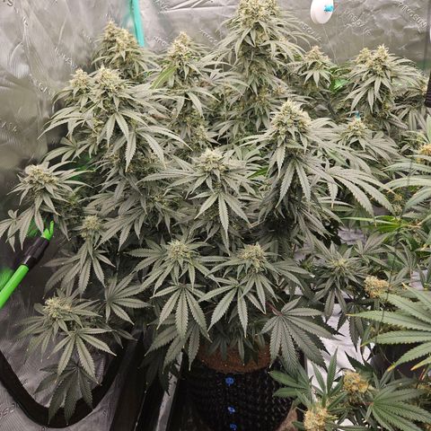 MAC1 2# growlog timeline photo