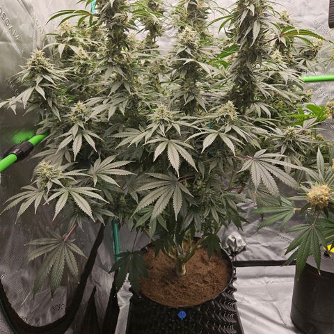 MAC1 2# growlog timeline photo