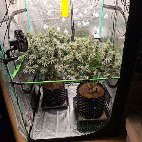MAC1 1# growlog timeline photo