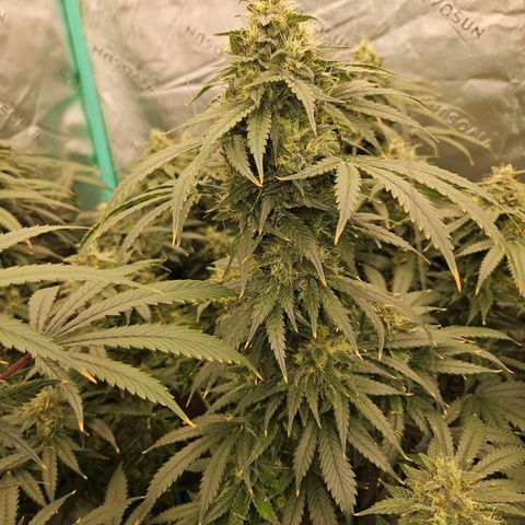 MAC1 2# growlog timeline photo
