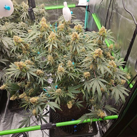 MAC1 1# growlog timeline photo
