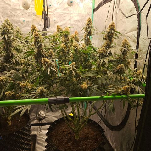 MAC1 1# growlog timeline photo