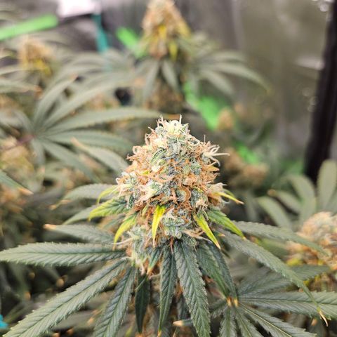 MAC1 1# growlog timeline photo