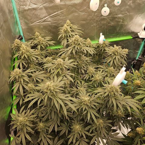 MAC1 2# growlog timeline photo