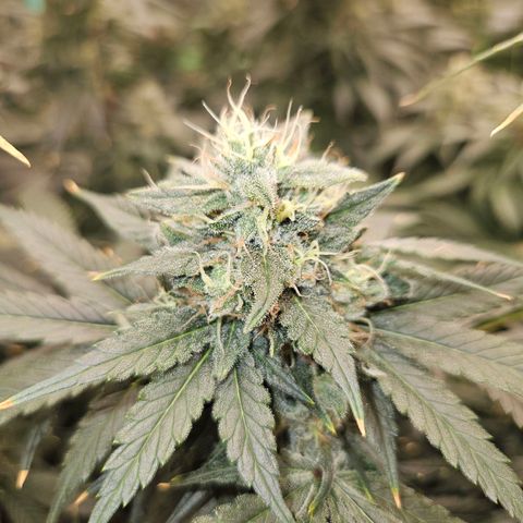MAC1 2# growlog timeline photo