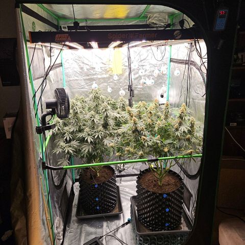MAC1 1# growlog timeline photo