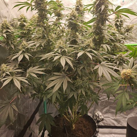 MAC1 2# growlog timeline photo