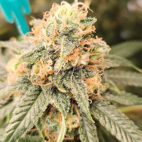 MAC1 1# growlog timeline photo