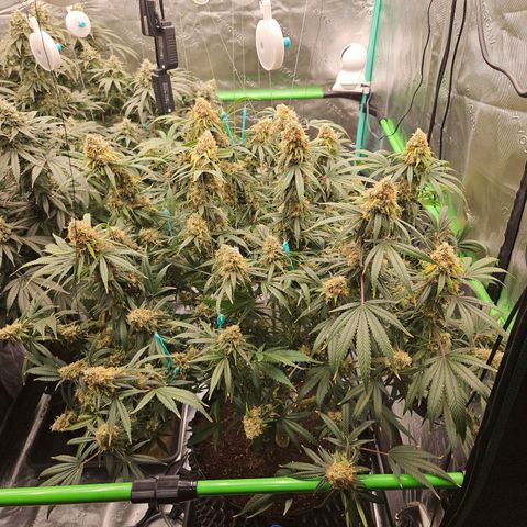 MAC1 1# growlog timeline photo
