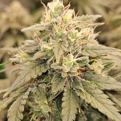 MAC1 2# growlog timeline photo