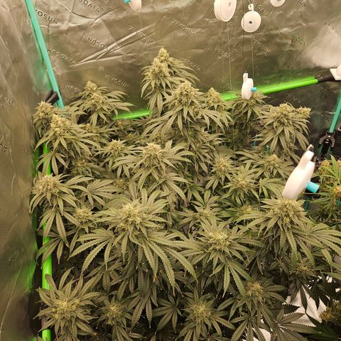 MAC1 2# growlog timeline photo