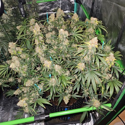 MAC1 1# growlog timeline photo