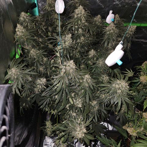 MAC1 2# growlog timeline photo