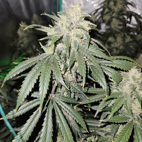 MAC1 2# growlog timeline photo