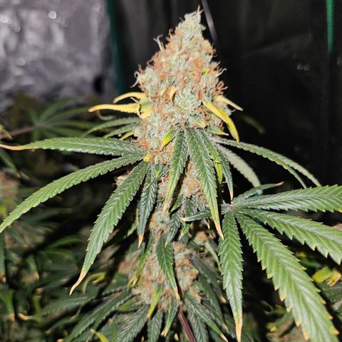 MAC1 1# growlog timeline photo