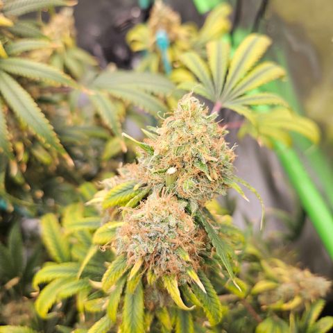 MAC1 1# growlog timeline photo