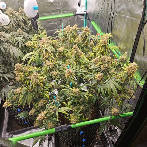 MAC1 1# growlog timeline photo
