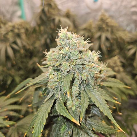MAC1 2# growlog timeline photo