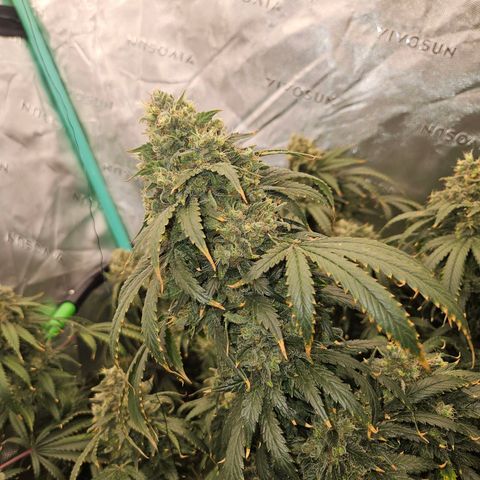 MAC1 2# growlog timeline photo