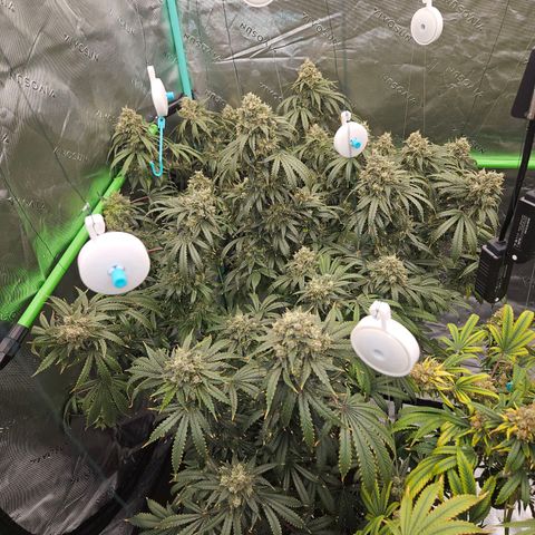 MAC1 2# growlog timeline photo