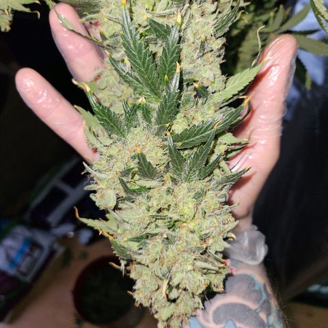 MAC1 2# growlog timeline photo